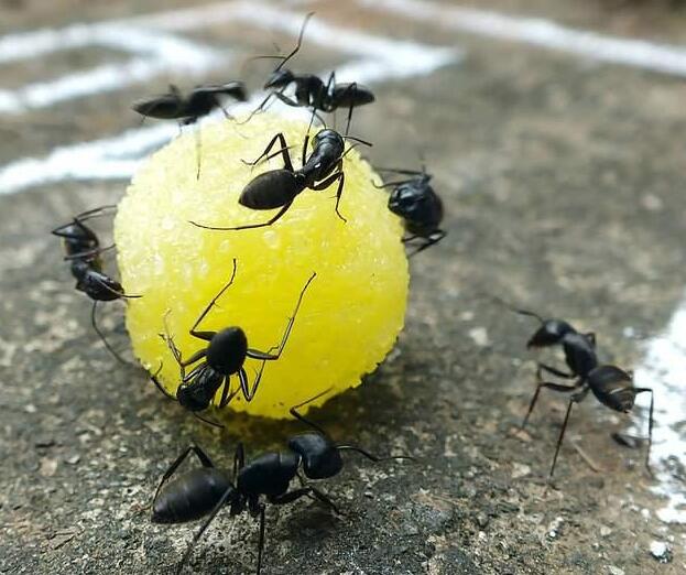 如何防治蚂蚁
