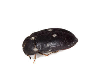 main_fur-beetle-species-image.jpg