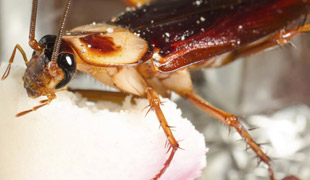 如何预防蟑螂侵扰
